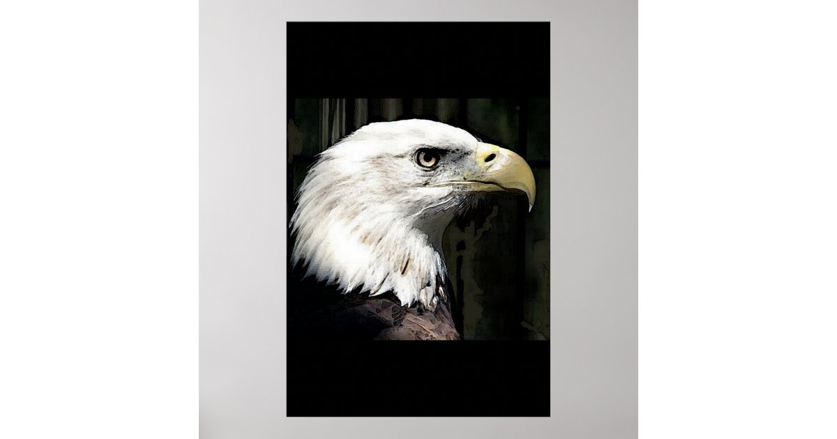 American Bald Eagle Poster Print Eagles Posters | Zazzle.com