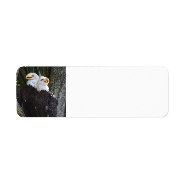 American Bald Eagle Return Address Labels (Front)