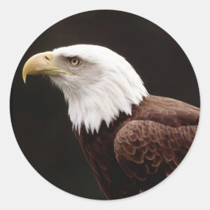 American Bald Eagle Sticker