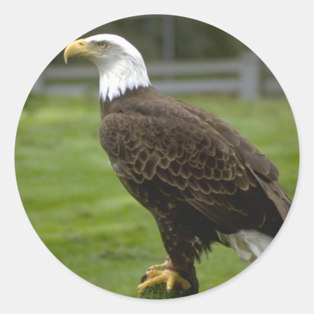 American Bald Eagle Sticker (Front)