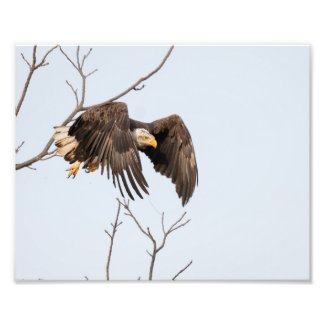 American Bald Eagle Taking Flight From Tree Photo Print