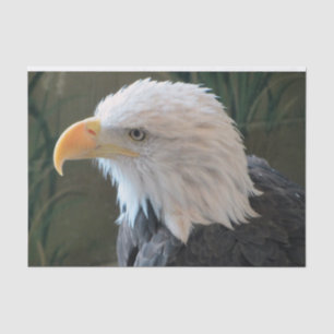 American Bald Eagle Tissue Paper