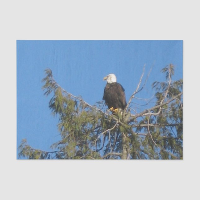American Bald Eagle Tissue Tissue Paper (Front)