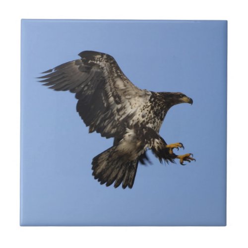 American Bald Eagle Wildlife Tile