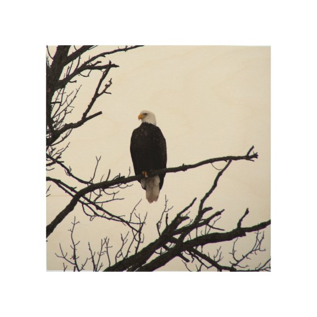 American Bald Eagle Wood Wall Art (Front)