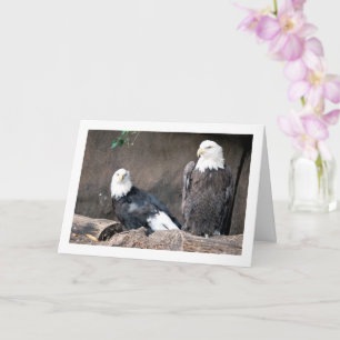 American Bald Eagles Portrait Card