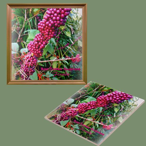 American Beautyberry at Bok Tower Gardens Florida Ceramic Tile