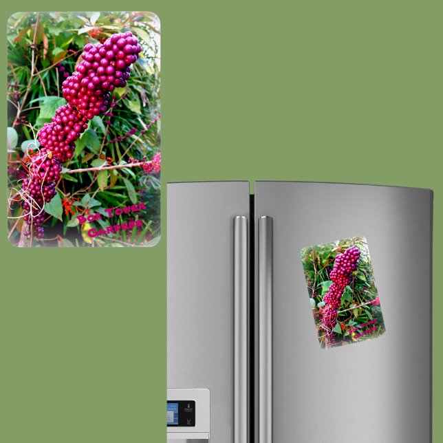 American Beautyberry at Bok Tower Gardens Florida Magnet (Creator Uploaded)