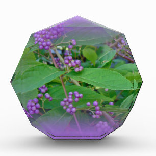 American Beautyberry (Callicarpa americana) Acrylic Award