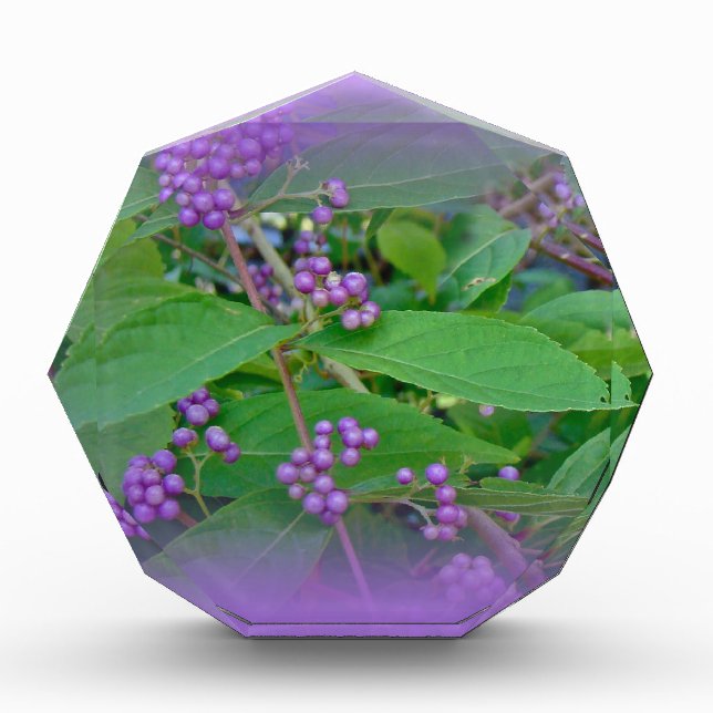 American Beautyberry (Callicarpa americana) Acrylic Award (Front)