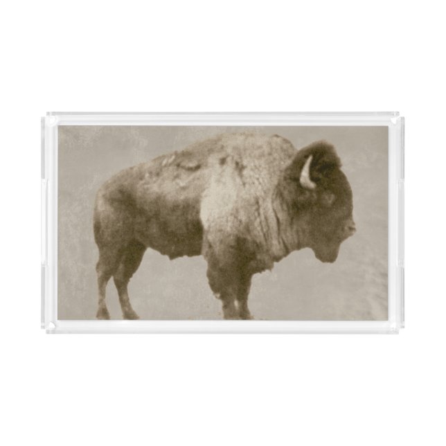 American Bison. Acrylic Tray (Front)