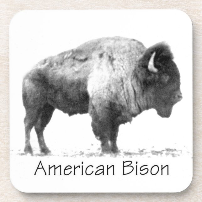 American Bison Beverage Coaster (Front)