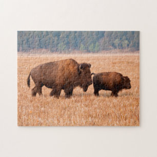 American Bison (Bison Bison) Cow And Calf Jigsaw Puzzle