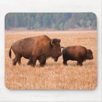 American Bison (Bison Bison) Cow And Calf Mouse Pad