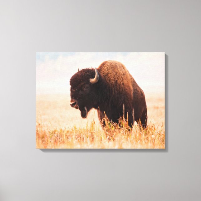 American Bison (Bison Bison) Herd In Teton 2 Canvas Print (Front)