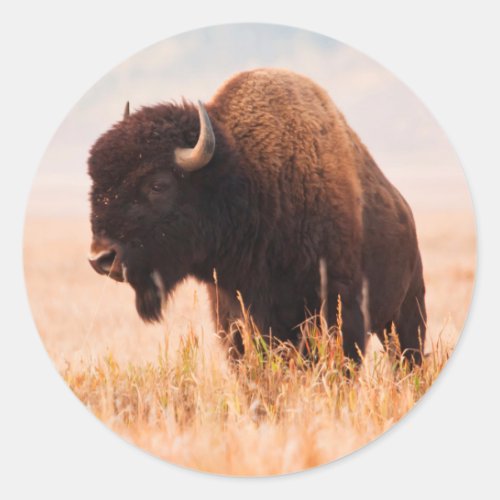 American Bison Bison Bison Herd In Teton 2 Classic Round Sticker