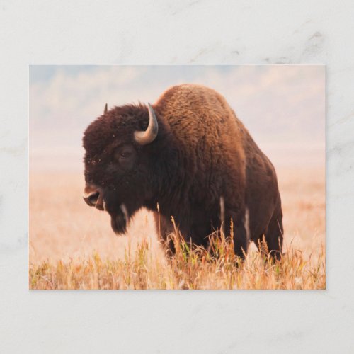 American Bison Bison Bison Herd In Teton 2 Postcard