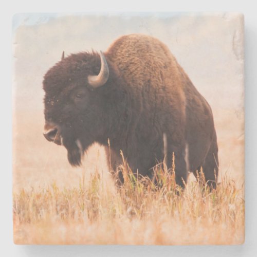 American Bison Bison Bison Herd In Teton 2 Stone Coaster