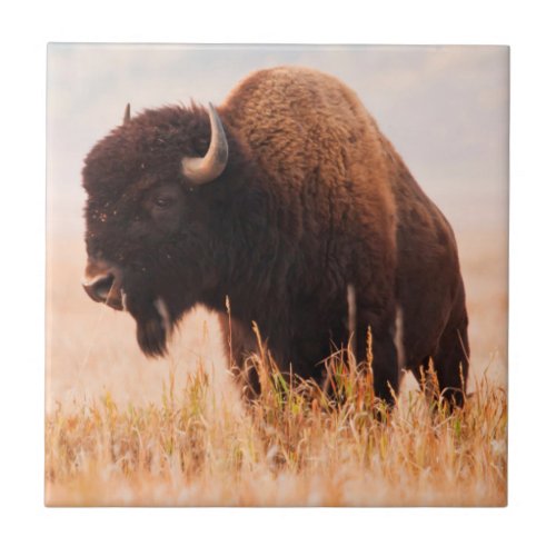 American Bison Bison Bison Herd In Teton 2 Tile