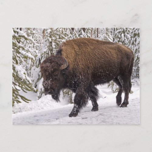 American Bison Bison bison Postcard