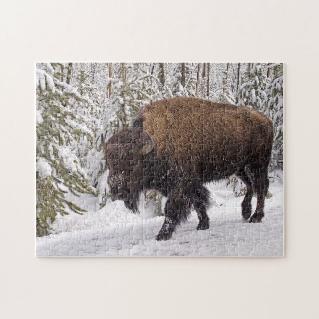 American Bison (Bison bison) Puzzle (Horizontal)