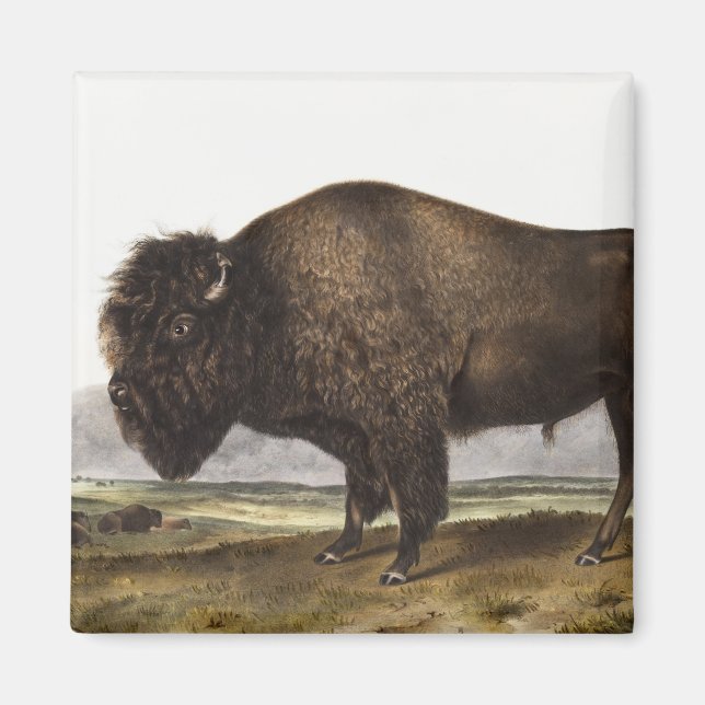 American Bison (Bos Americanus) Illustration Magnet (Front)