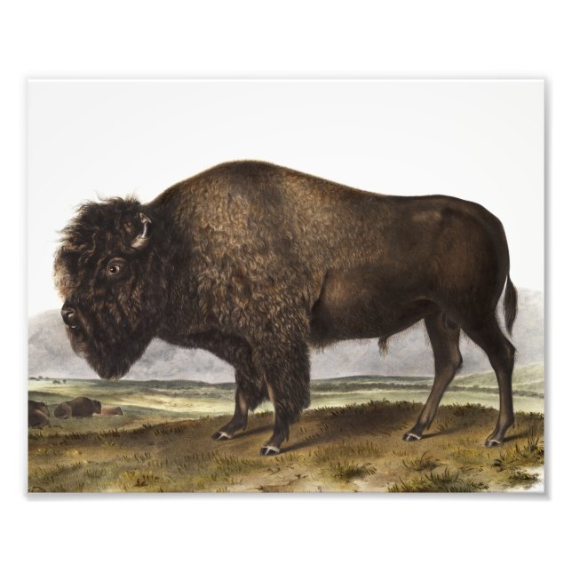 American Bison (Bos Americanus) Illustration Photo Print (Front)