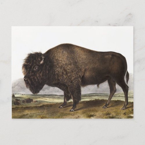 American Bison Bos Americanus Illustration Postcard