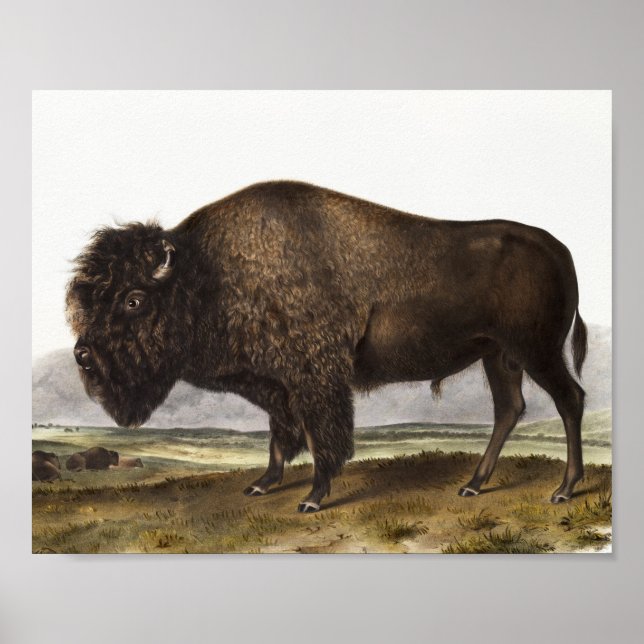 American Bison (Bos Americanus) Illustration Poster (Front)