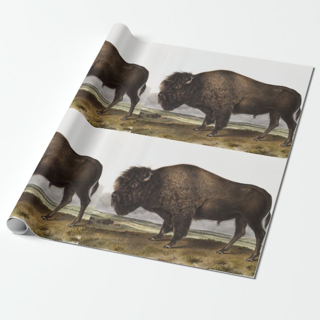 American Bison (Bos Americanus) Illustration Wrapping Paper (Unrolled)