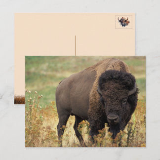 American Bison / Buffalo Postcard