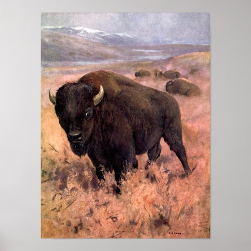 American Bison by CE Swan Vintage Buffalo Animals Poster