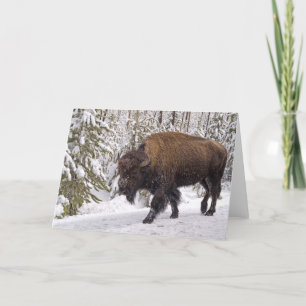 American Bison Card