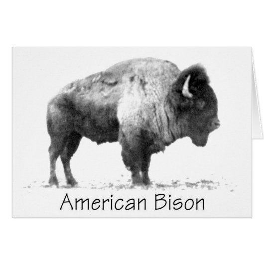 American Bison Cards (Front Horizontal)