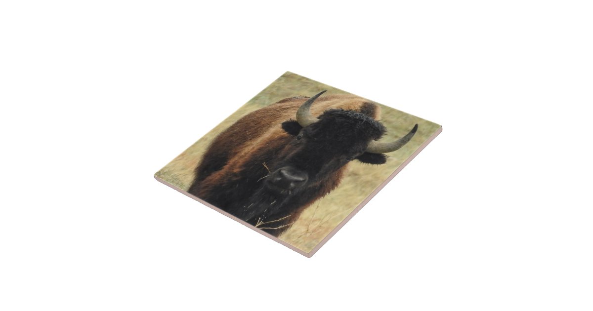 American Bison Ceramic Tile 