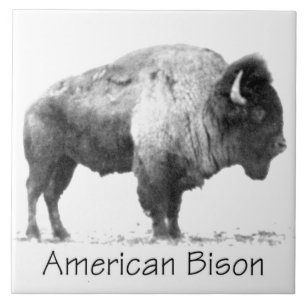 American Bison Ceramic Tile