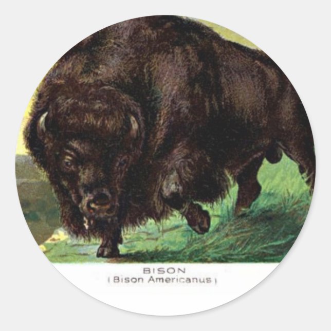 American Bison Classic Round Sticker (Front)