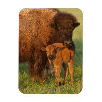 American Bison cow and calf, North Dakota Magnet