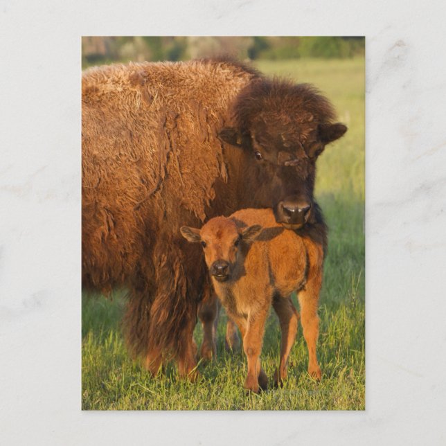 American Bison cow and calf, North Dakota Postcard (Front)