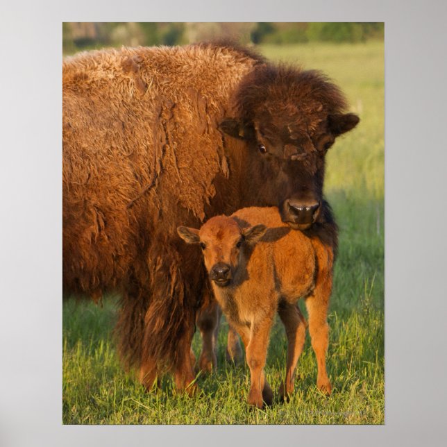 American Bison cow and calf, North Dakota Poster (Front)
