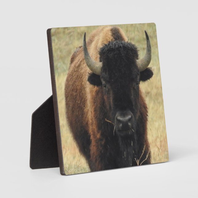 American Bison Desktop Plaque (Front)