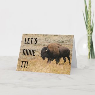 American Bison Grazing In Meadow Grass Photograph