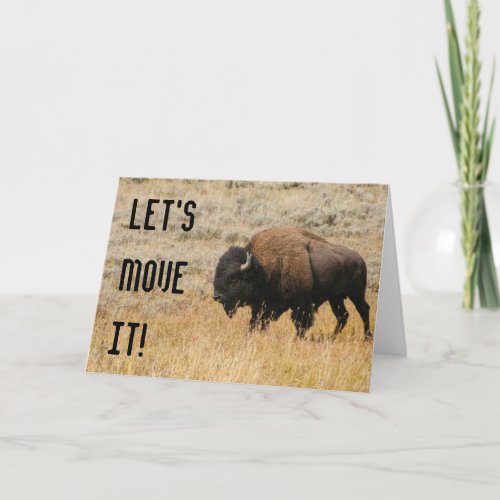 American Bison Grazing In Meadow Grass Photograph Card