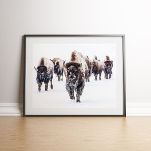 American Bison Herd in Snow Wall art
