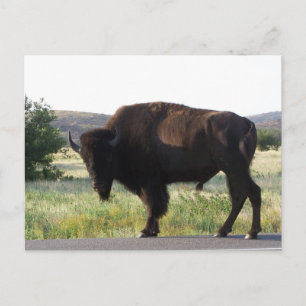 American Bison Oklahoma Postcard