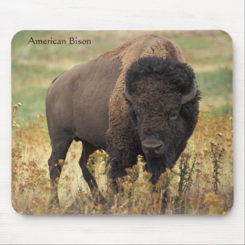 American Bison on the Range Mouse Pad