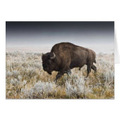 American Bison or Buffalo (Front Horizontal)