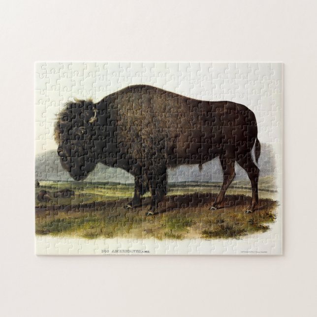 American Bison, or Buffalo (Bison bison) - Audubon Jigsaw Puzzle (Horizontal)