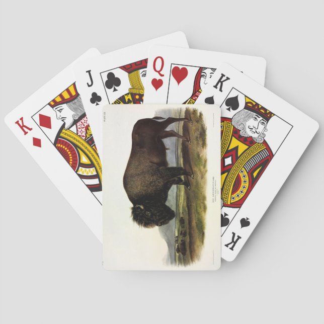 American Bison, or Buffalo (Bison bison) - Audubon Poker Cards (Back)