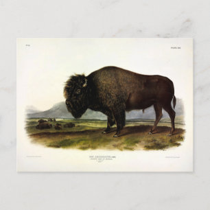 American Bison, or Buffalo (Bison bison) - Audubon Postcard